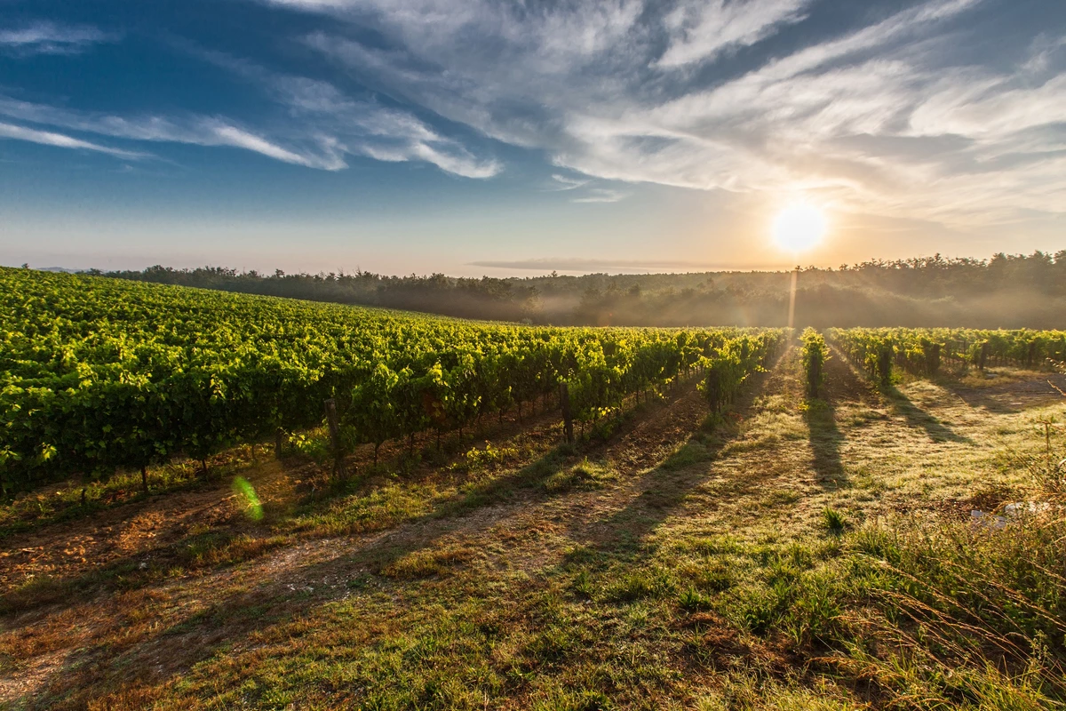 Weinanbaugebiet in der Toskana, Italien. Foto: Pixabay, CC0