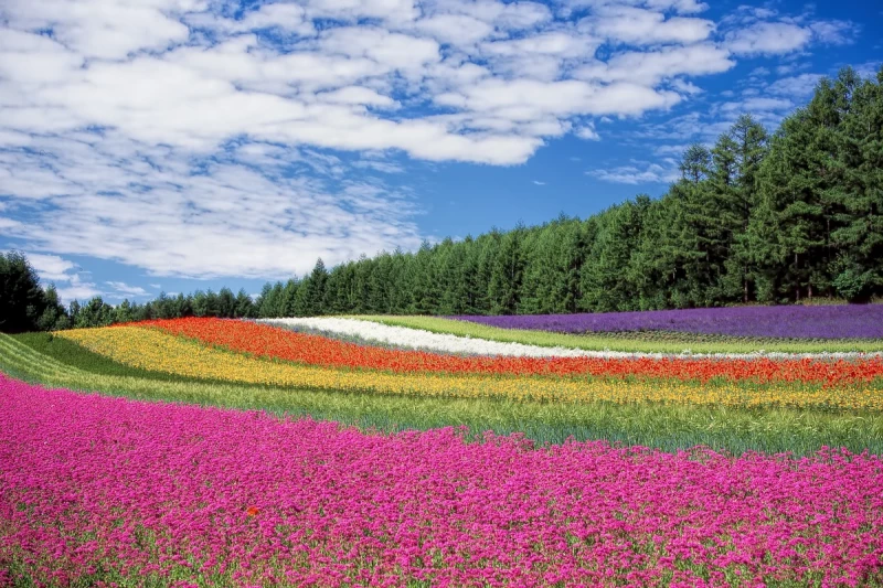 Blumengarten in Hokkaido, Japan. Foto: Pixabay, CC0