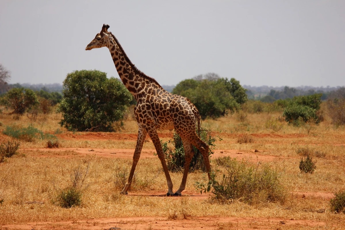 Giraffe im Tsavo Nationalpark in Kenia. Foto: Pixabay, CC0